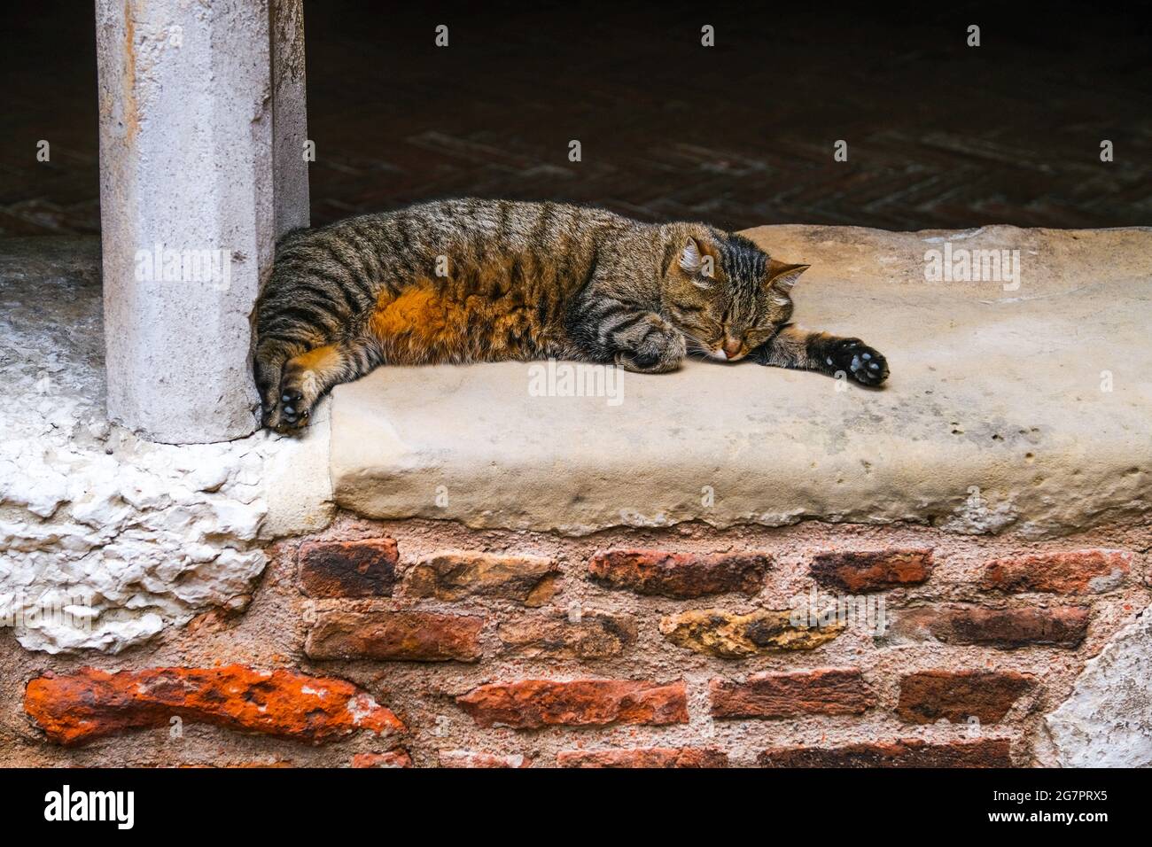 cat sleeping relaxed cloisters Basilica Santo Stefano Bologna Italy Sepolcro Stock Photo