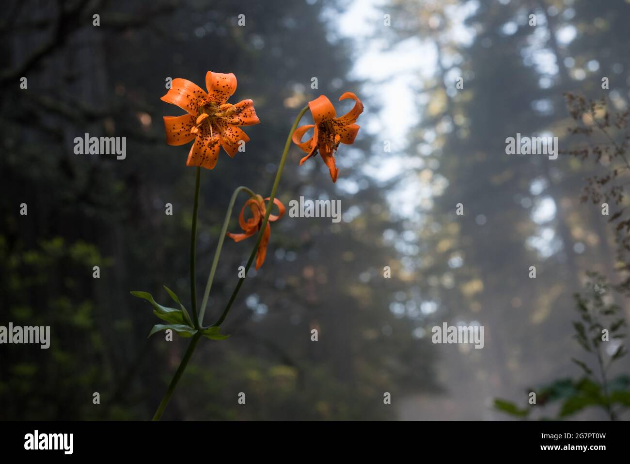 Several Columbia Lilies (Lilium columbianum) blooming in the Northern California redwood forest in Del Norte county. Stock Photo