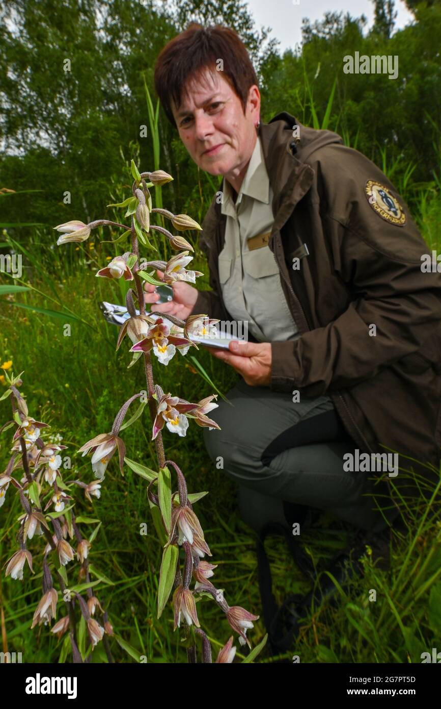 14 July 2021, Brandenburg, Zehdenick: Katrin Lange, ranger of the Brandenburg Uckermärkische Seen nature guard, counts orchids of the species Sumpf-Stendelwurz (Epipactis palustris), also called Sumpf-Sitter, in a meadow in northern Brandenburg. A good eye is important. Every flower panicle must be seen. According to the Brandenburg nature watch, around 51,000 flowering orchids have been recorded on defined counting areas. In the previous year there were just under 30 000, in 2016 only just under 14 000. 66 individual areas in ten large protected areas in the state were examined according to t Stock Photo