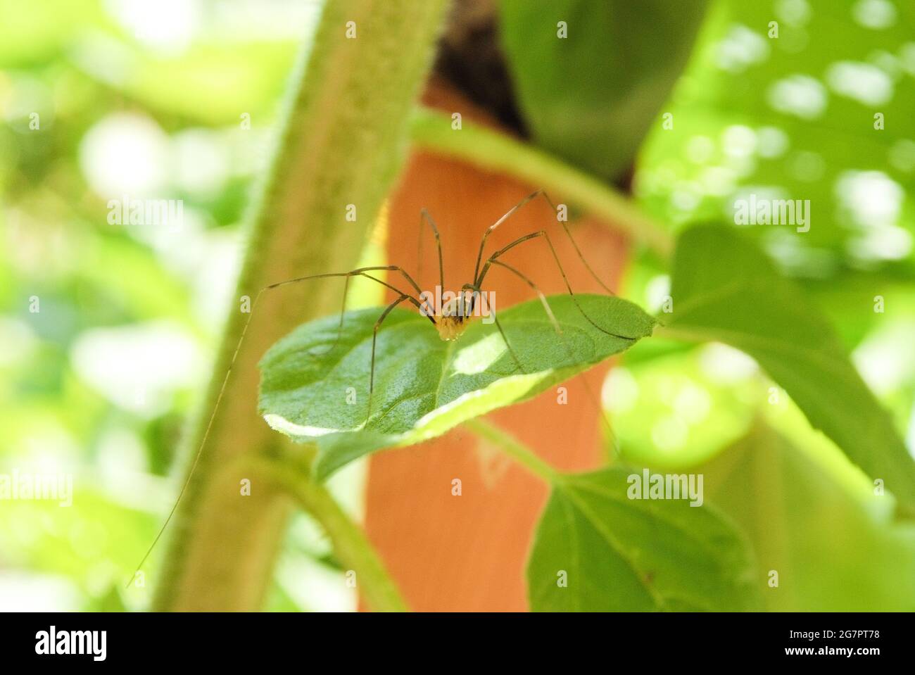 Haymaker High Resolution Stock Photography and Images - Alamy