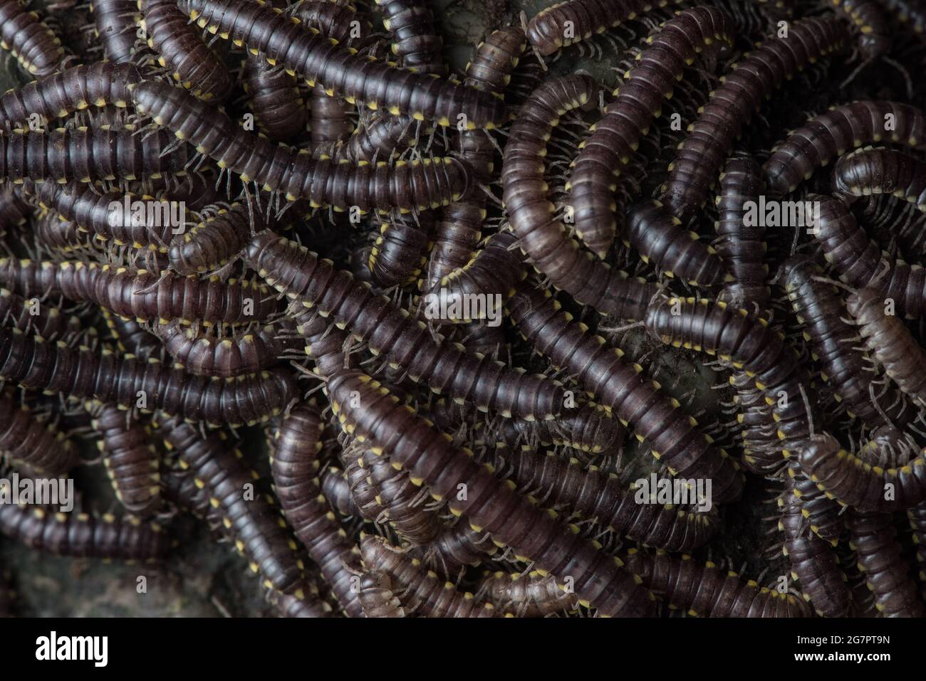 A large gathering  of yellow spotted or cyanide millipedes (Harpaphe haydeniana), in Northern California. Stock Photo