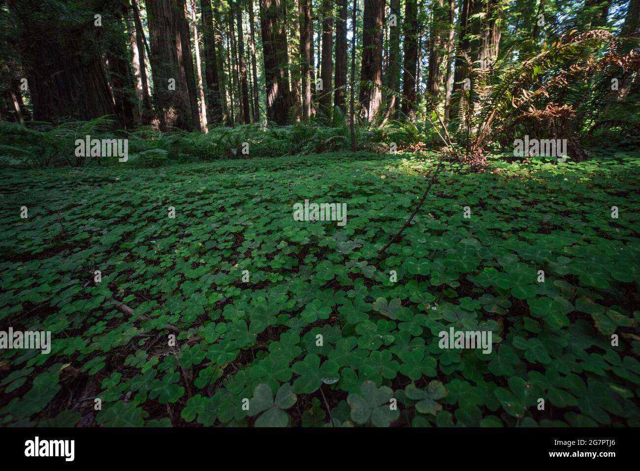 Conifer forest floor hi-res stock photography and images - Alamy