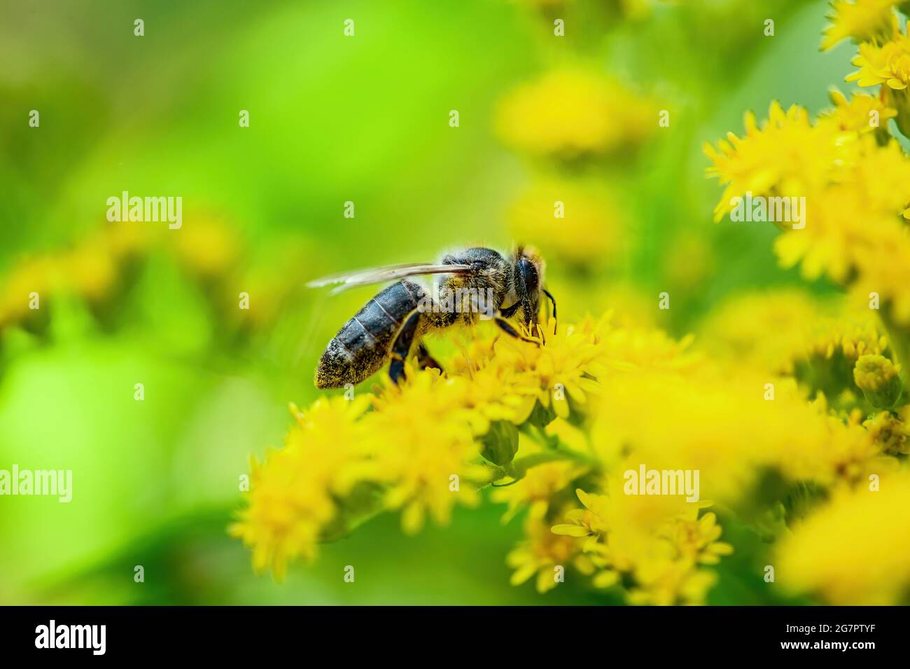 Honey Bee Insect Pollinating Wild Yellow Flowers Stock Photo