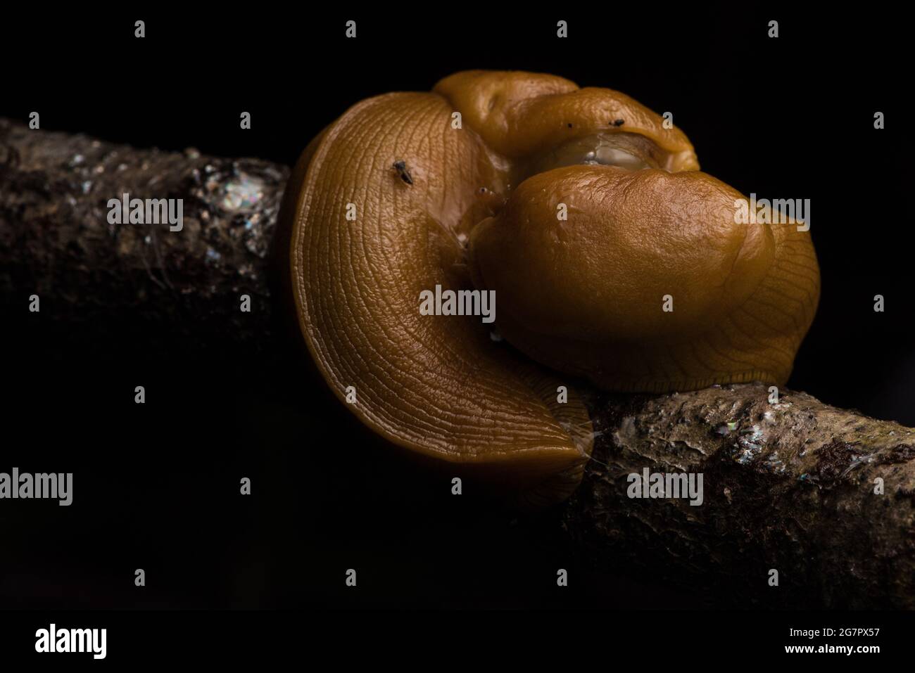 Pacific Banana Slug (Ariolimax columbianus) mating in a California forest. Stock Photo