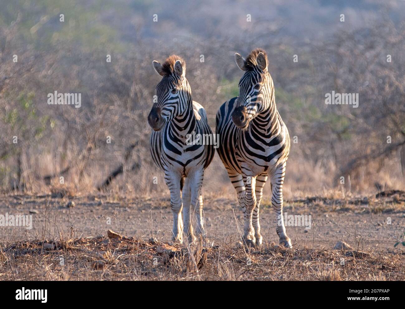 Zebra couple during golden hour in South Africa RSA Stock Photo