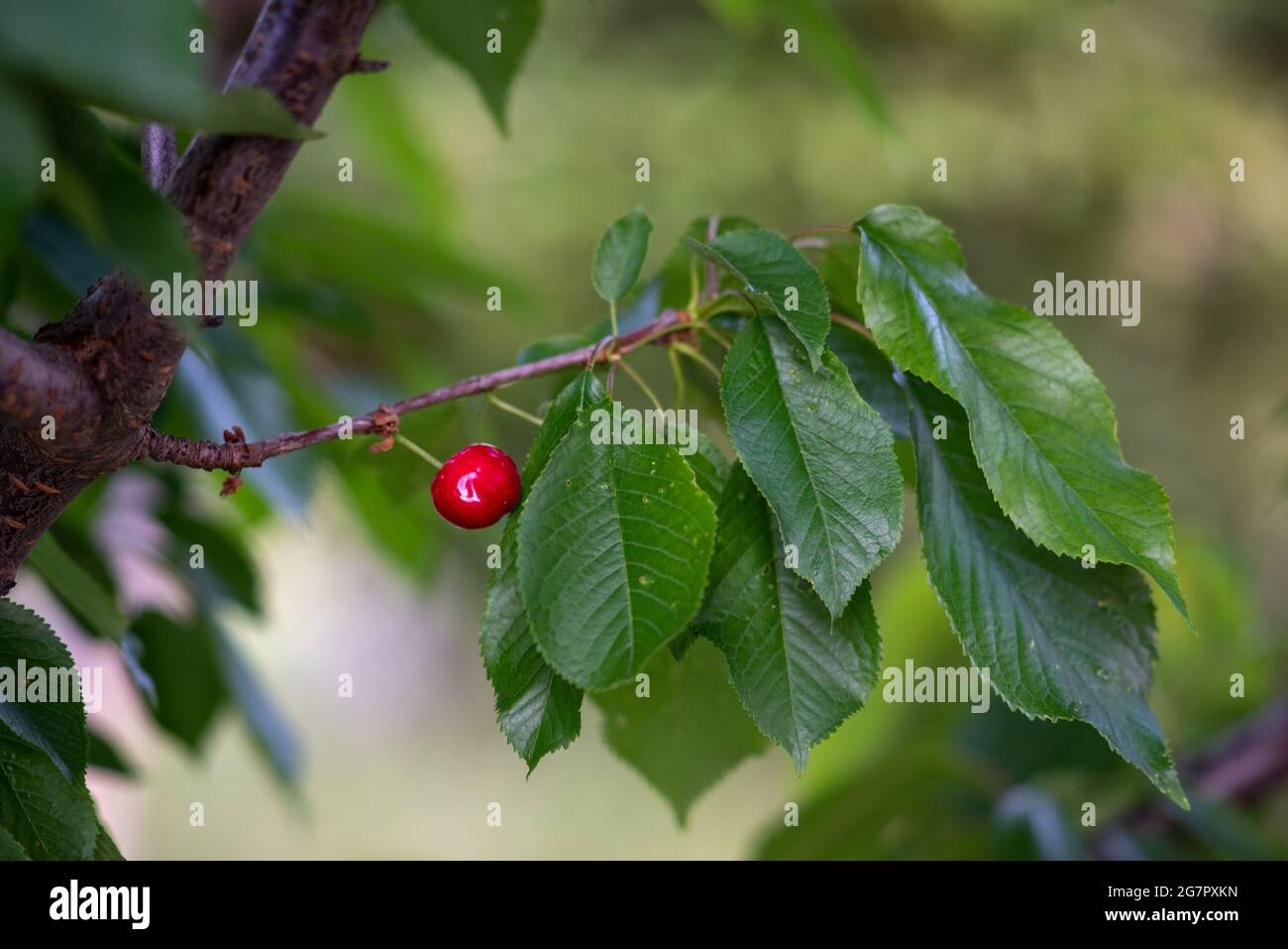 Ripe sweet cherry growing on a tree Stock Photo - Alamy