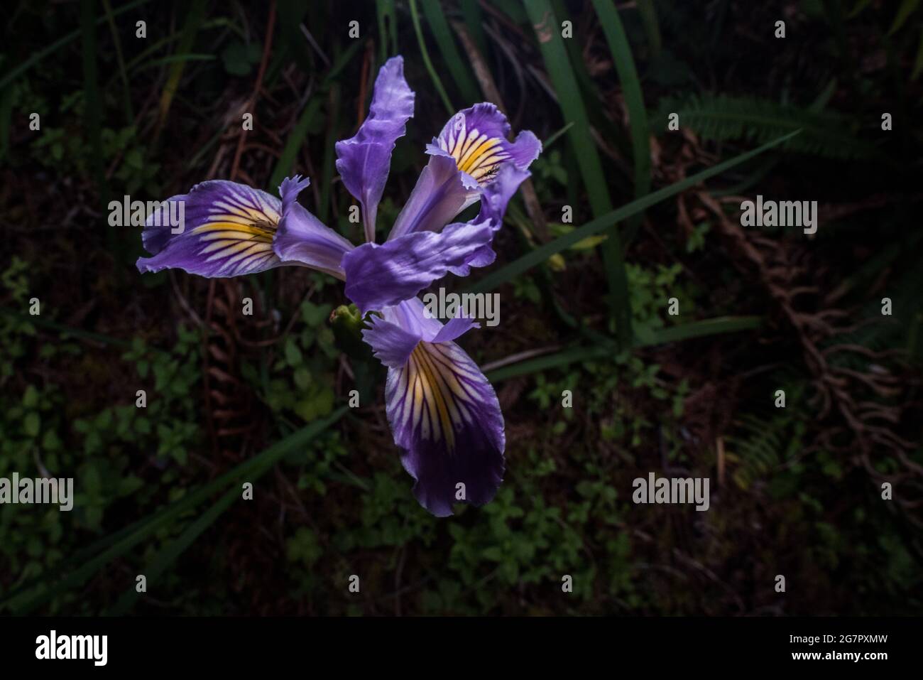 Native california plants hires stock photography and images Alamy