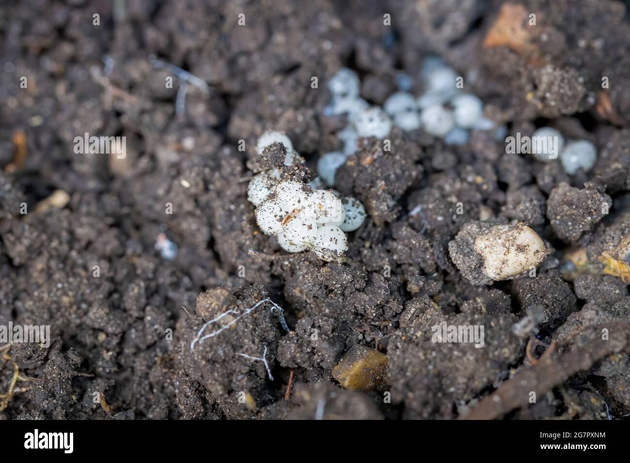Slug eggs hires stock photography and images Alamy