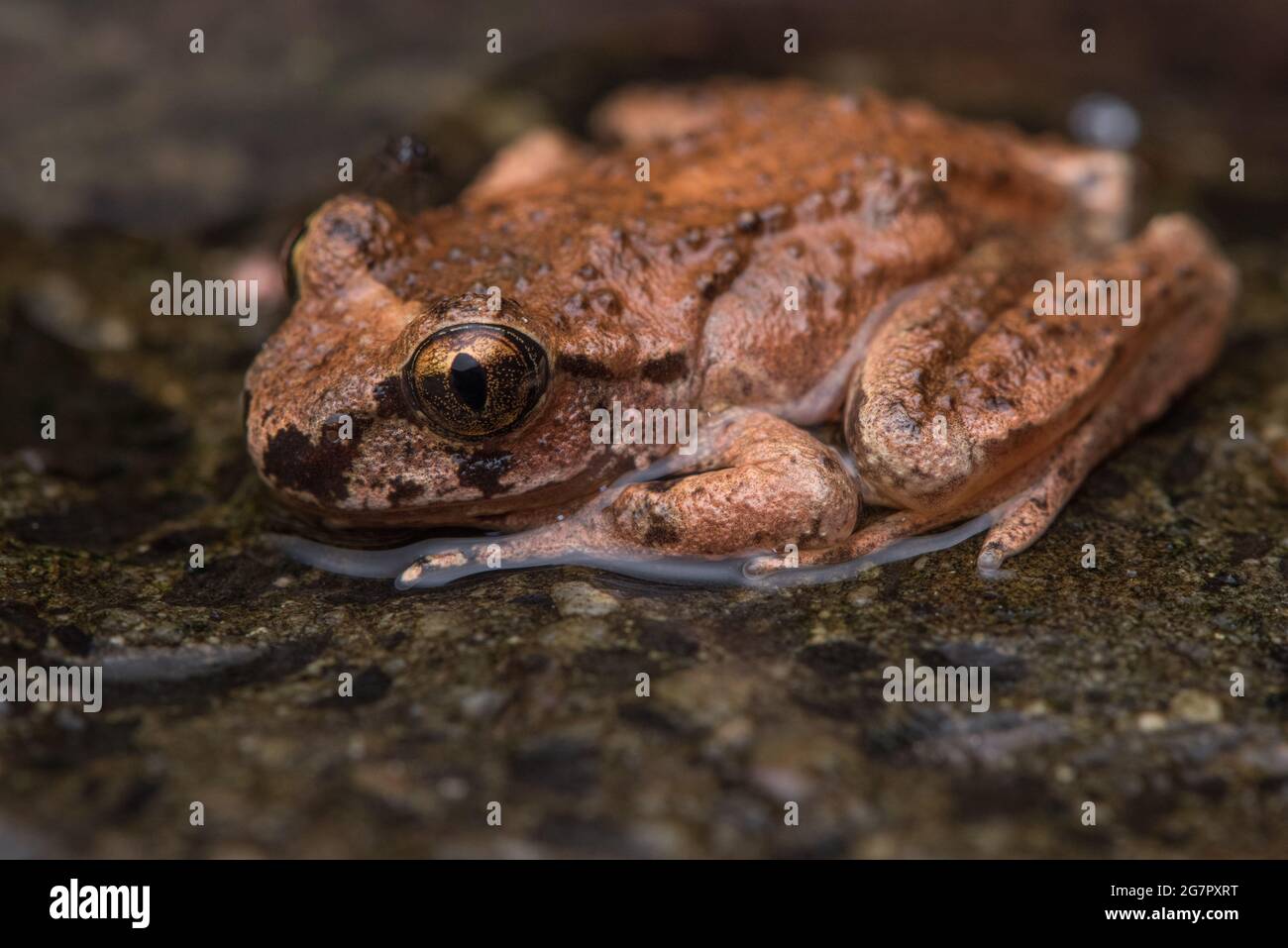 The coastal tailed frog (Ascaphus truei) an unusual amphibian endemic ...