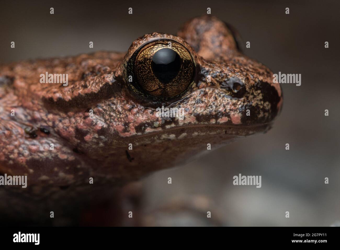 The coastal tailed frog (Ascaphus truei) an unusual amphibian endemic ...