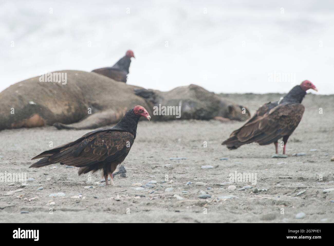 Turkey vultures (Cathartes aura) standing around the carcass of a dead marine mammal they had been feeding on. Stock Photo