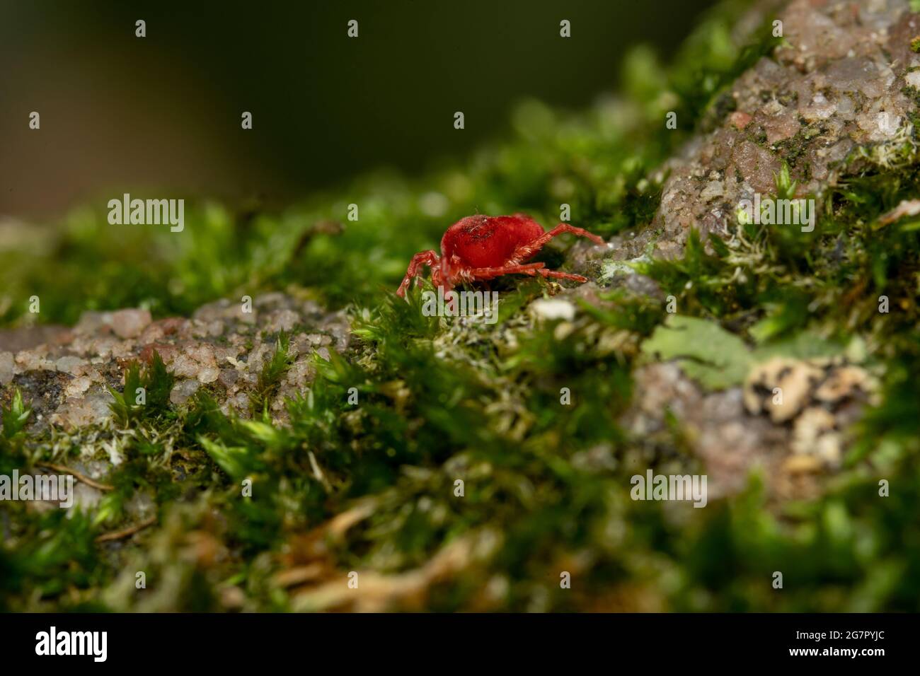 Closeup shot of Trombidiidae red insect walking on a surface slightly covered with grass Stock Photo