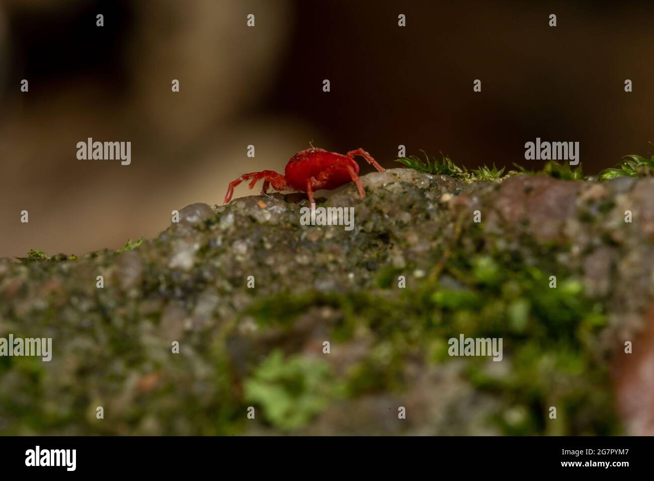 Closeup shot of Trombidiidae red insect walking on a rough surface Stock Photo
