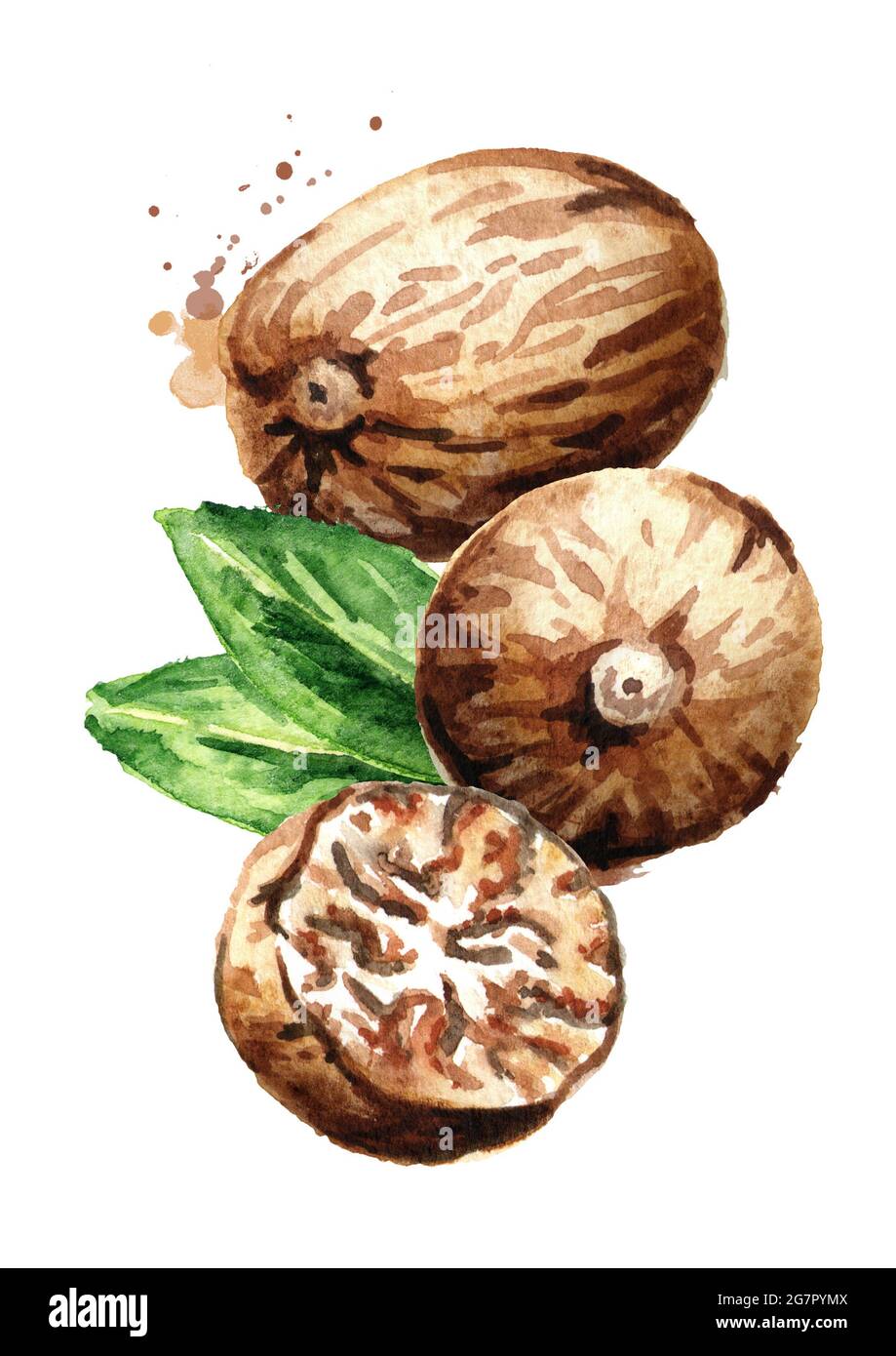 Рисунок орехи фон акварель. Мускатный орех рисунок. Орех мускатный рисование. Мускатный орех nutmeg 113. Орех мускатный рисование.