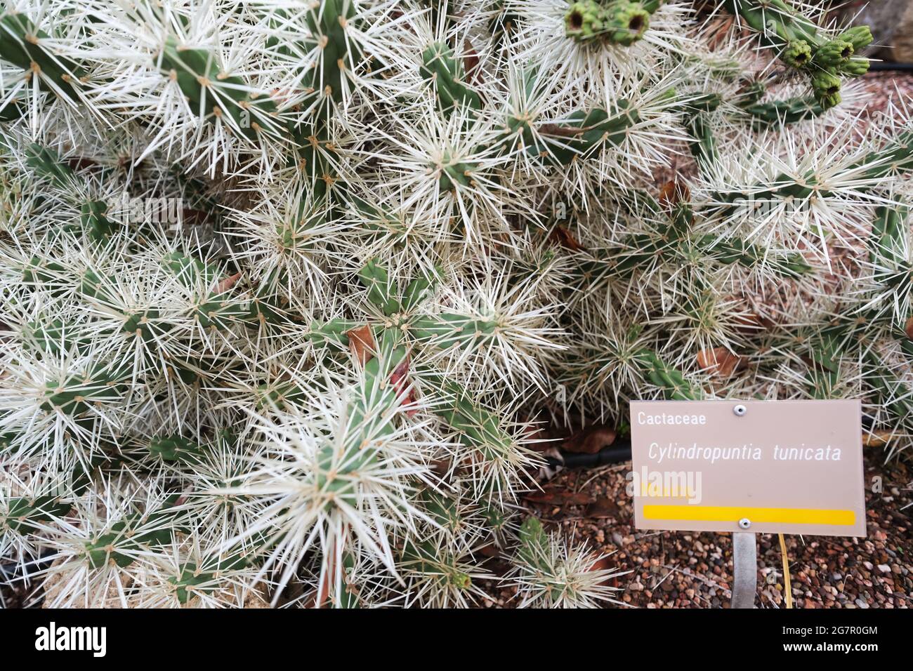 A rather prickly Cylindropuntia Tunicata in the Adelaide Botanic Gardens in Adelaide Australia Stock Photo