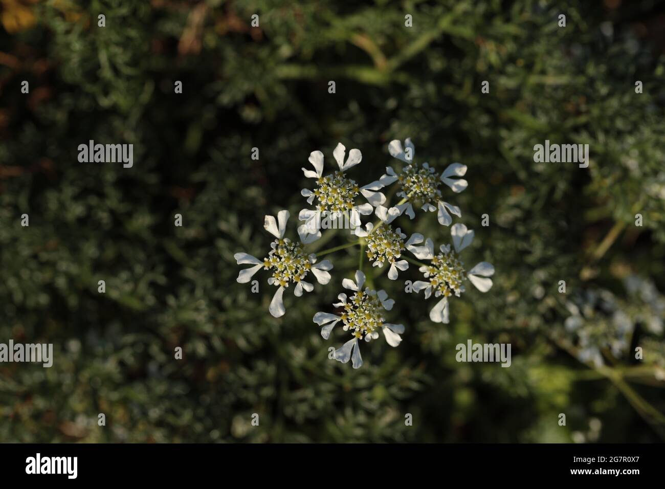 Onflorescence of Mediterranean hartwort, Todylium apulum. Malta, Mediterranean Stock Photo