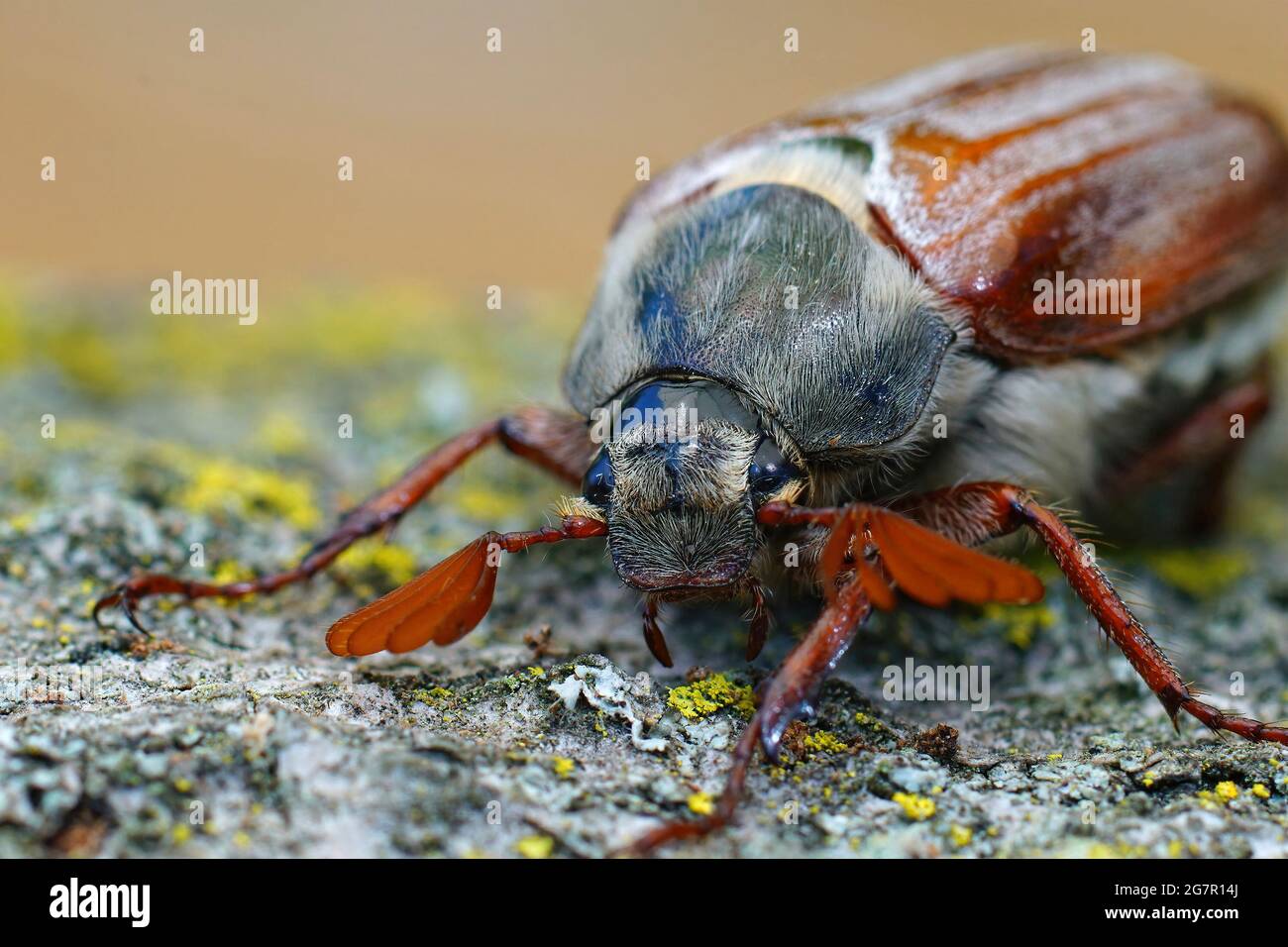 Closeup on the head and antenna of the cockchafer, Melolontha melolontha Stock Photo