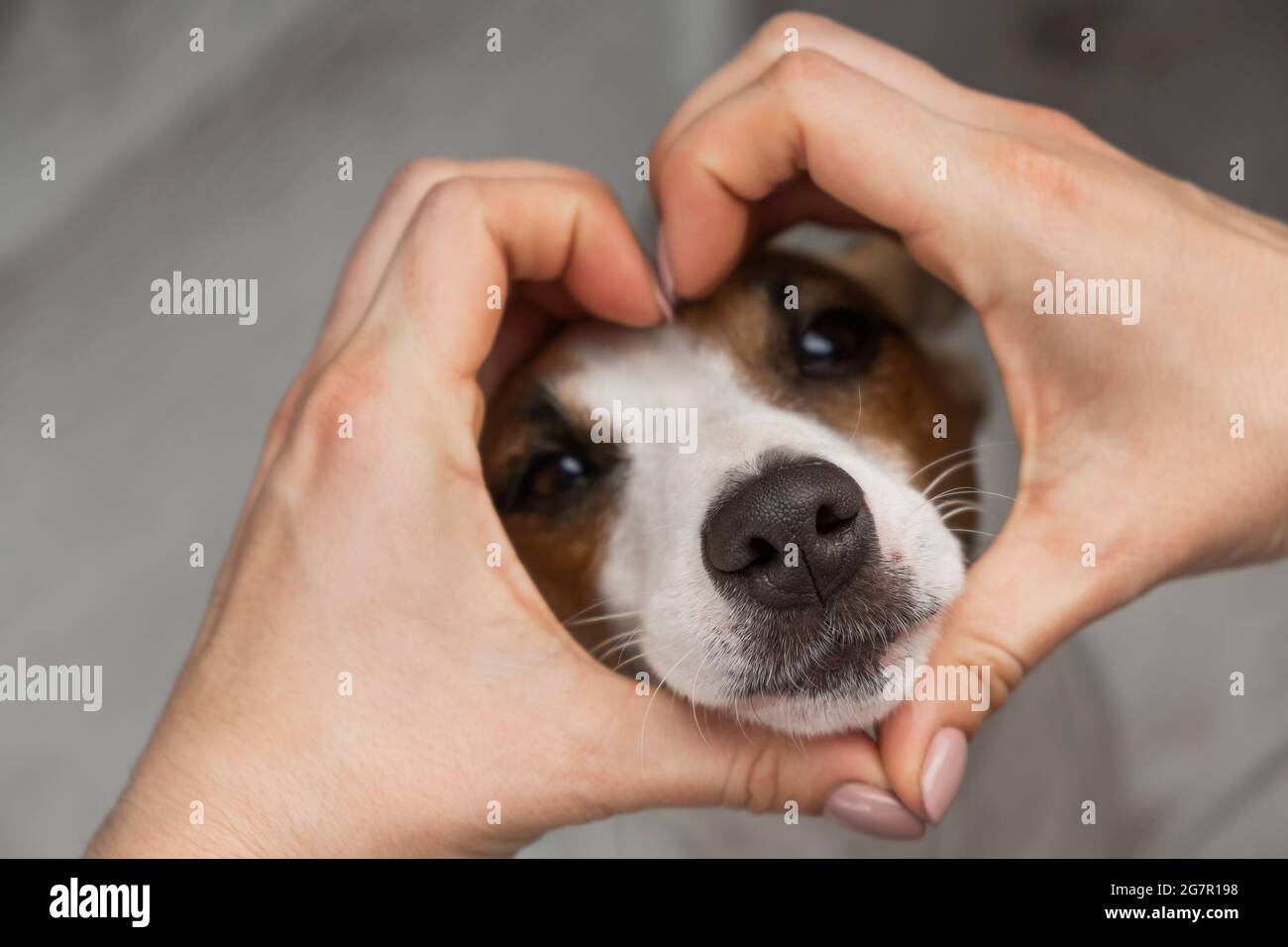 Jack russell terrier dog muzzle and female hands in the shape of a heart. Stock Photo