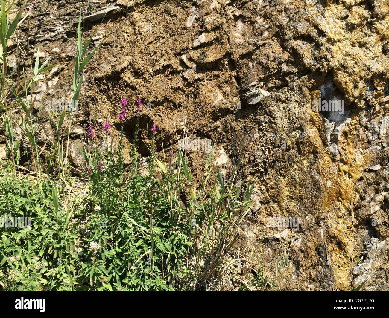 Green leaves plant mountain hi-res stock photography and images - Alamy