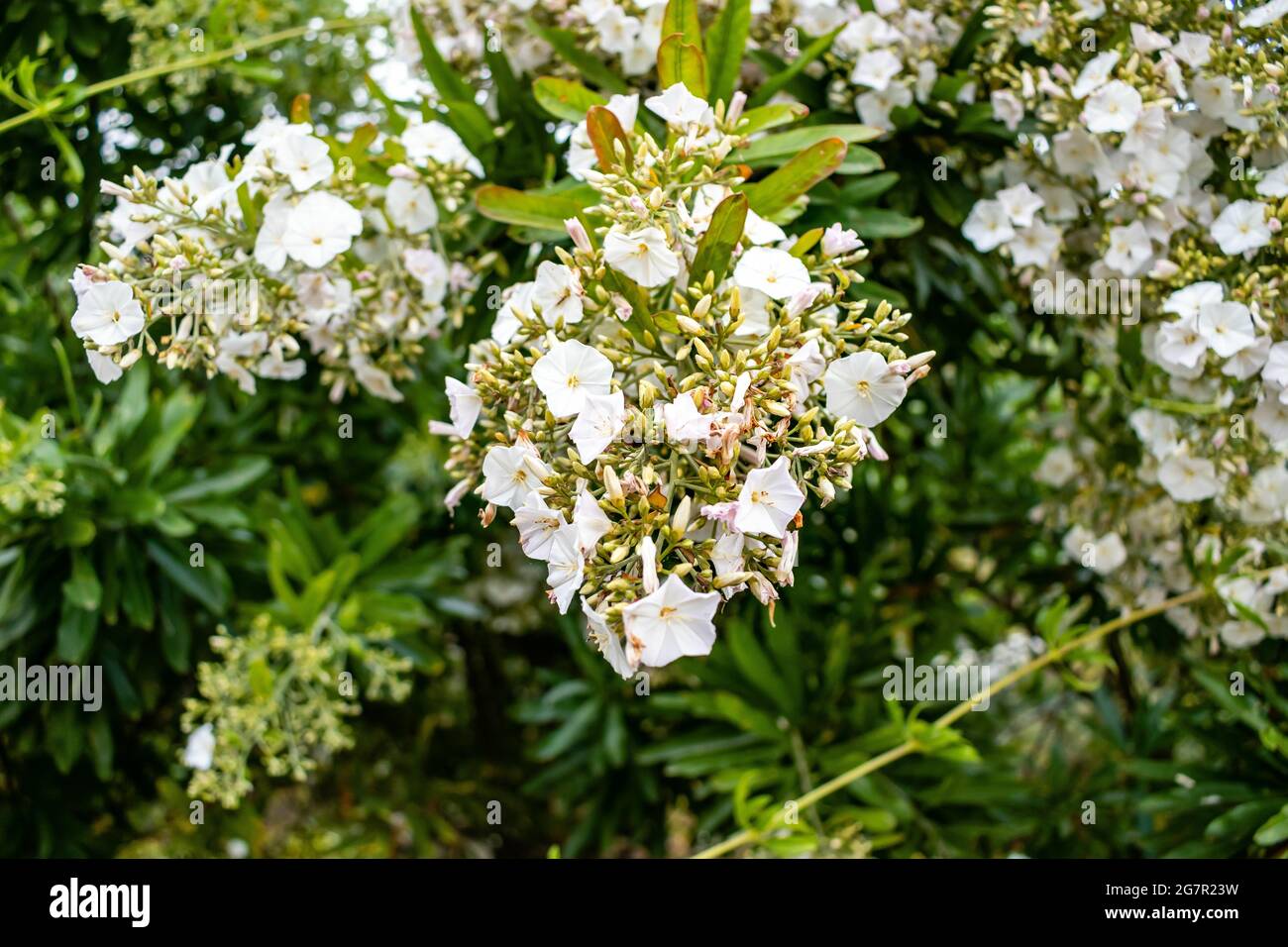 Blooming mountain laurel flowers in the gard Stock Photo