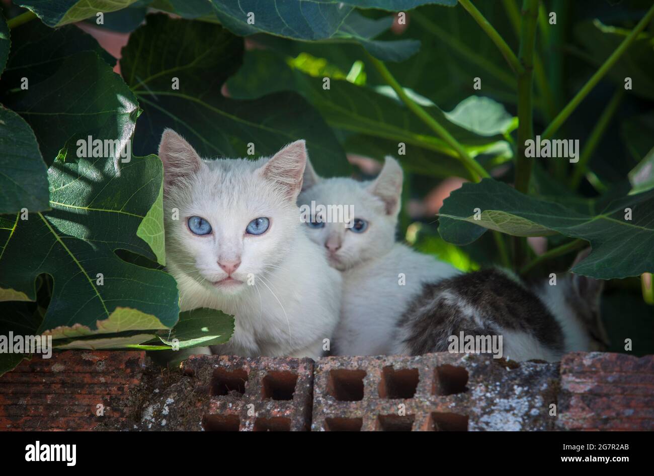 Blue eyes cats resting over brick wall under fig tree shadow. Mother and babies Stock Photo