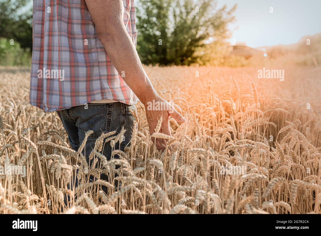 Male hand checks the quality of wheat ears in the field Stock Photo