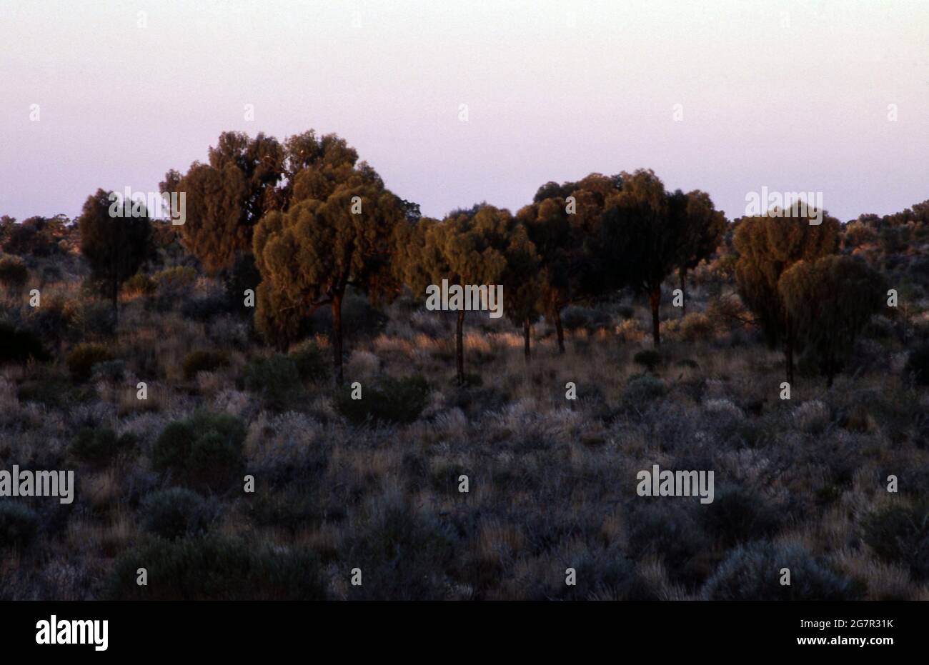 DESERT OAKS (ALLOCASUARINA DECAISNEANA) TREES GROWING NEAR ULURU (AYERS ROCK) IN THE NORTHERN TERRITORY OF AUSTRALIA. Stock Photo