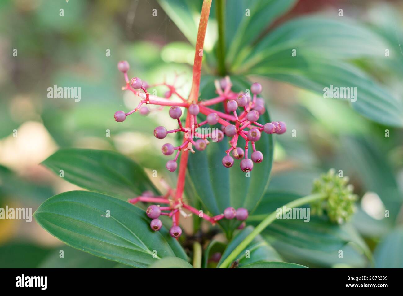 Closeup with shallow depth of field of Indonesian parijoto or Medinilla speciosa purple berry and flowers with green bokeh background Stock Photo