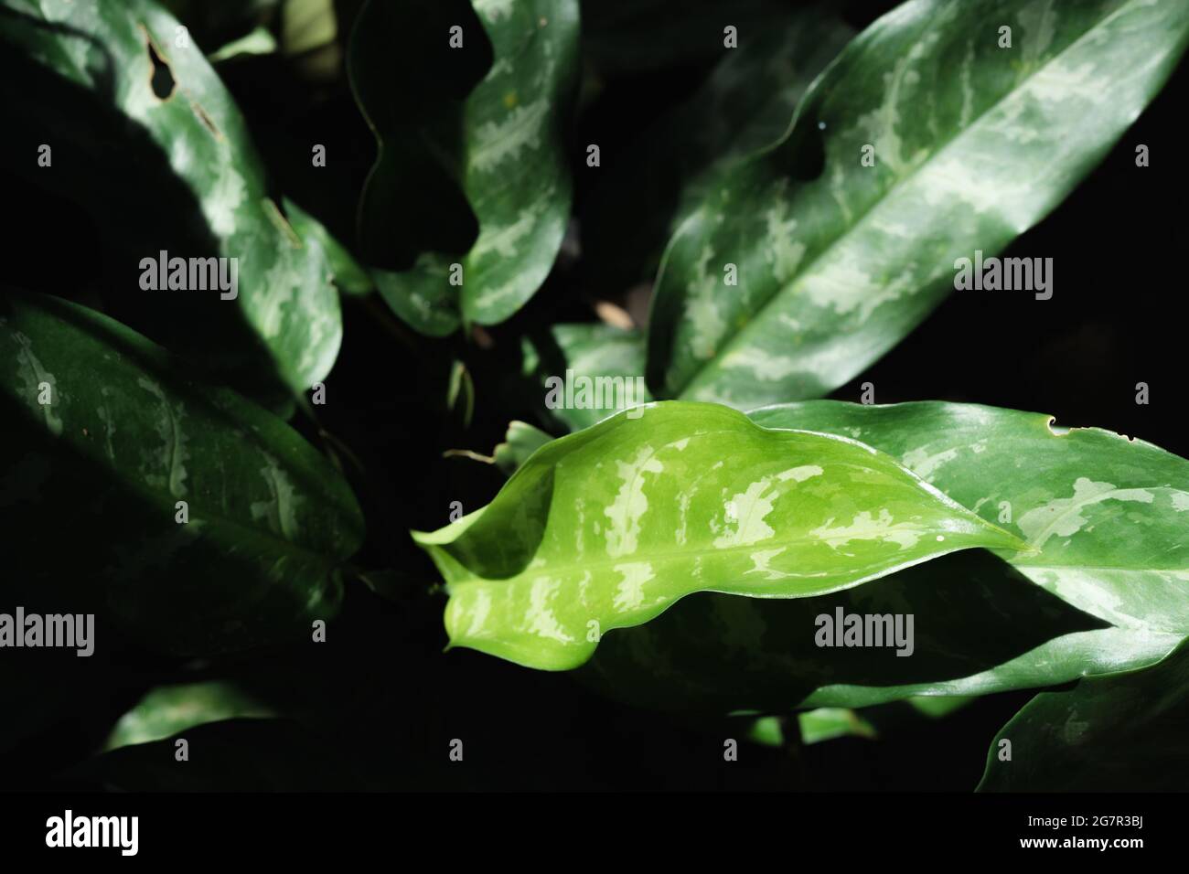 Closeup shallow depth of field of natural aglaonema commutatum leaves exposed with sunlight created dark background. can be used for wallpaper. Stock Photo