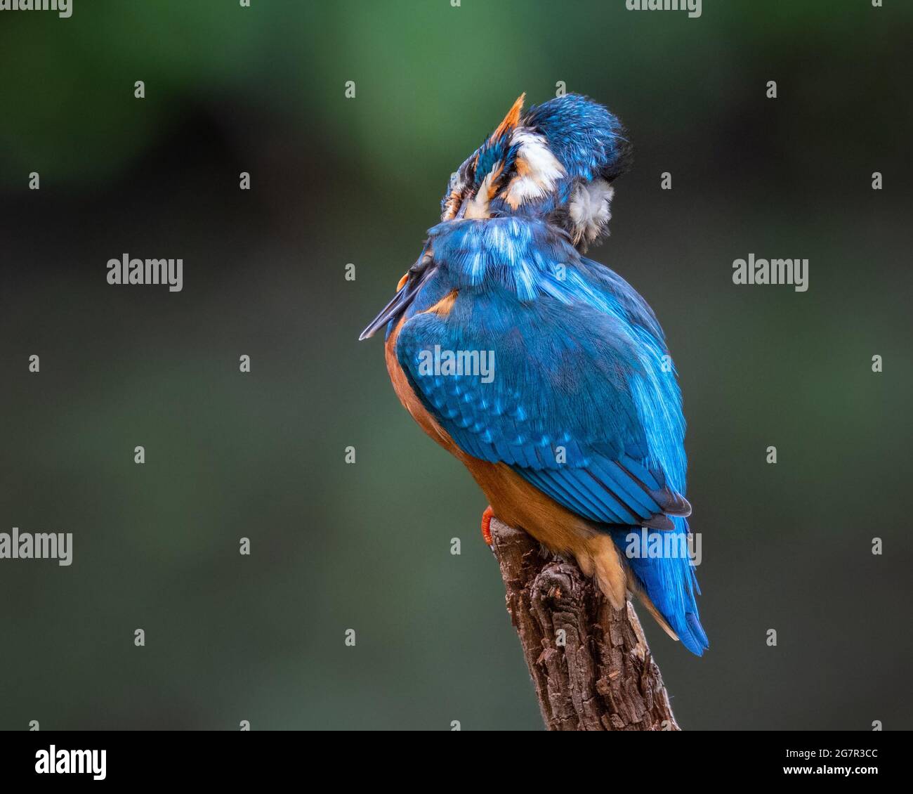 Preening kingfisher on a perch hires stock photography and images Alamy