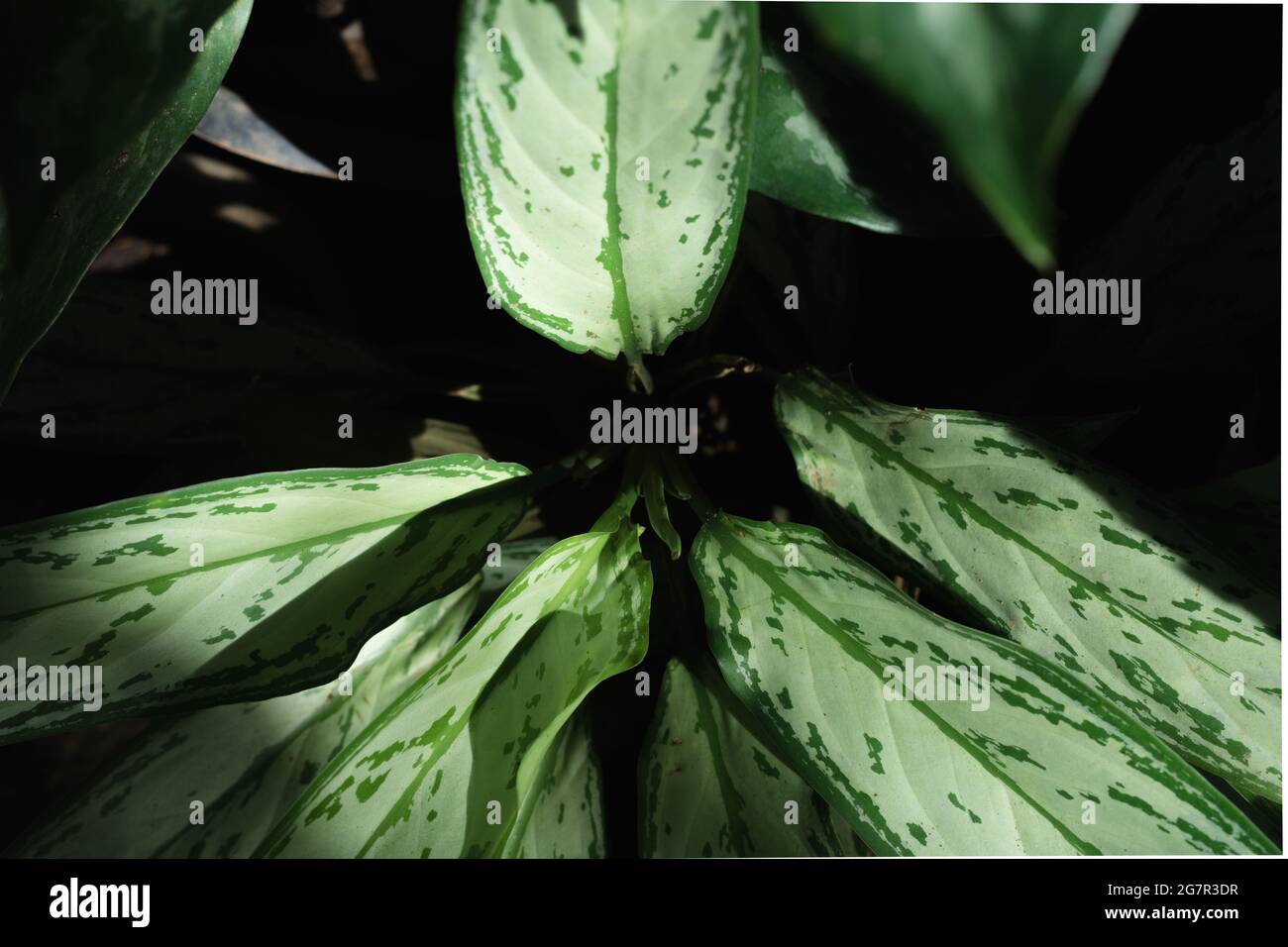 Close up of nature green aglaonema chinese evergreen leaves exposed with sunlight with dark background for wallpaper Stock Photo