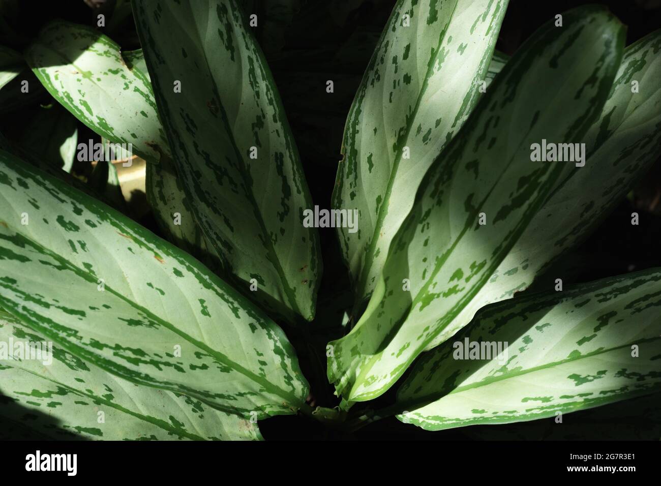 Close up of nature green aglaonema chinese evergreen leaves exposed with sunlight with dark background for wallpaper Stock Photo
