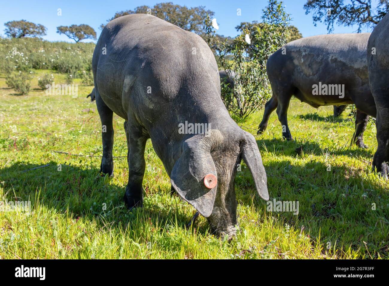 Iberian pig grazing in the Huelva countryside. Pigs in the pasture with holm oaks in Andalusia, Spain Stock Photo