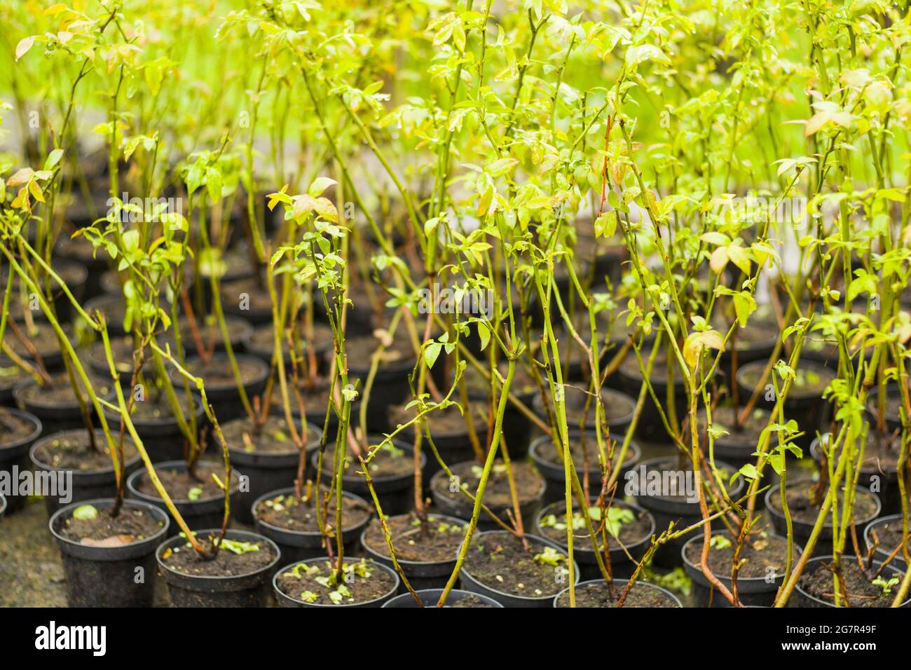Blueberry bush container hi-res stock photography and images - Alamy