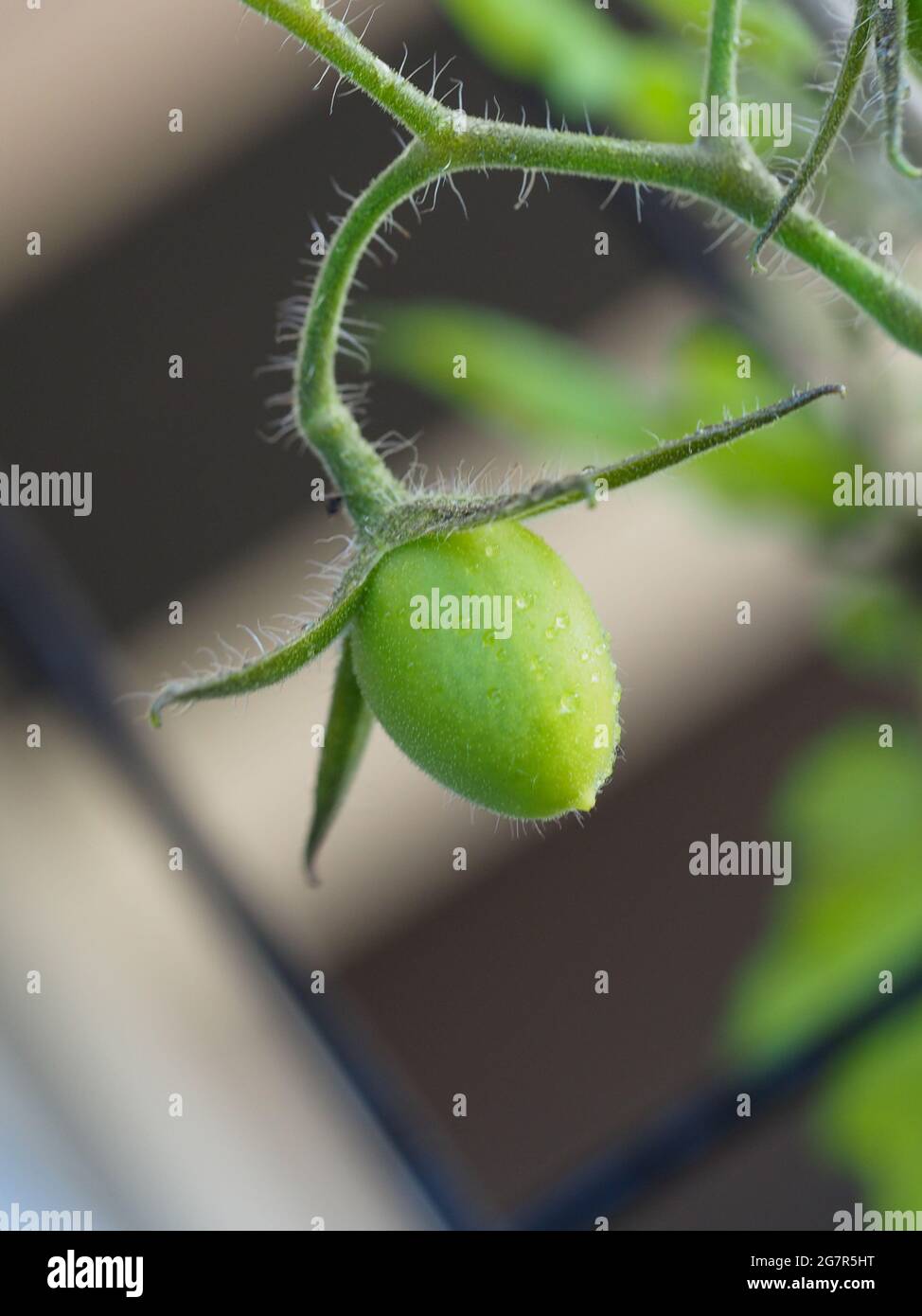 A still green tomato and hairy calyx growing, Australian kitchen garden Stock Photo