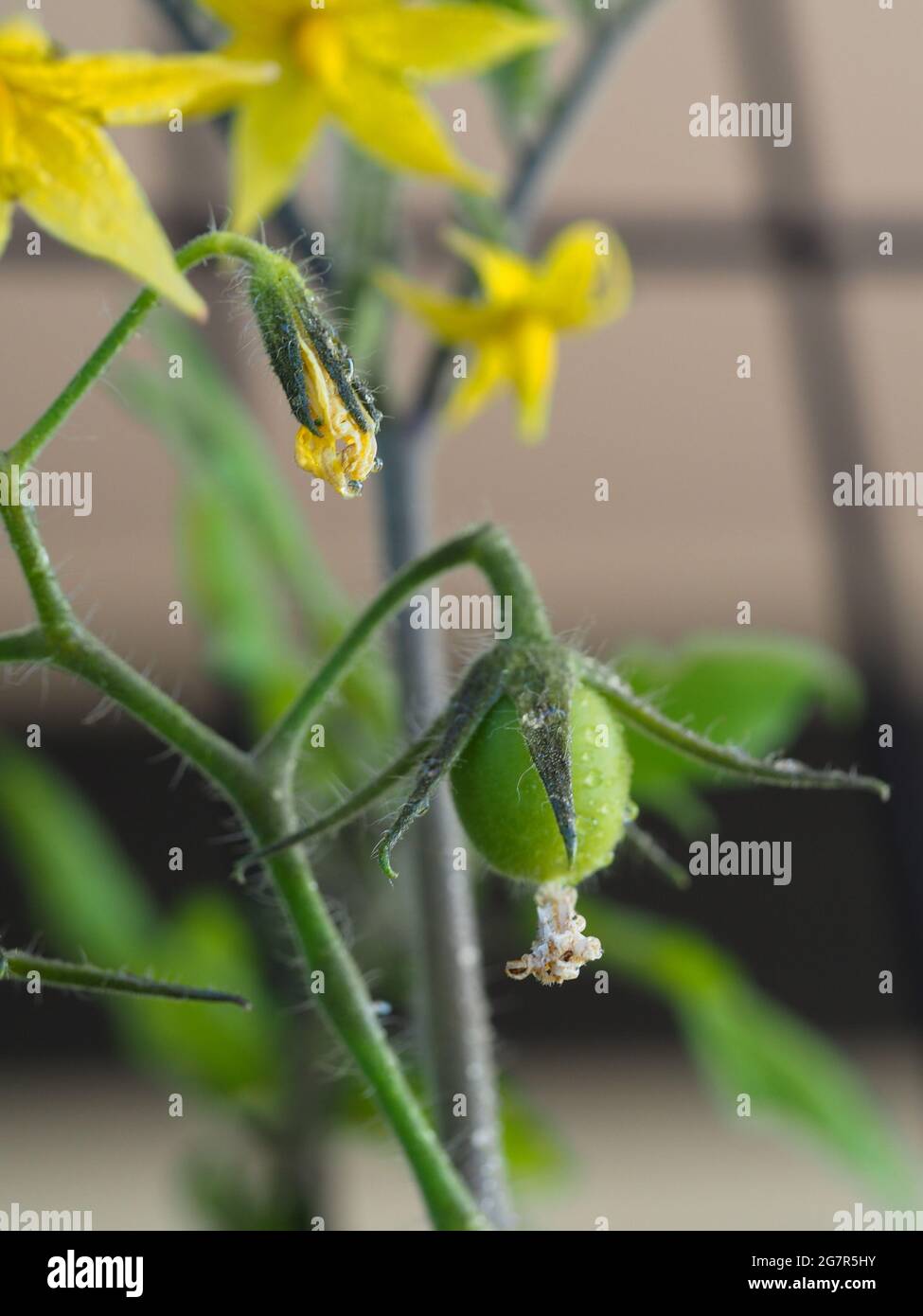 A still green tomato and hairy calyx growing with the remains of the flower hanging on by a thread, yellow flowers, Australian kitchen garden Stock Photo