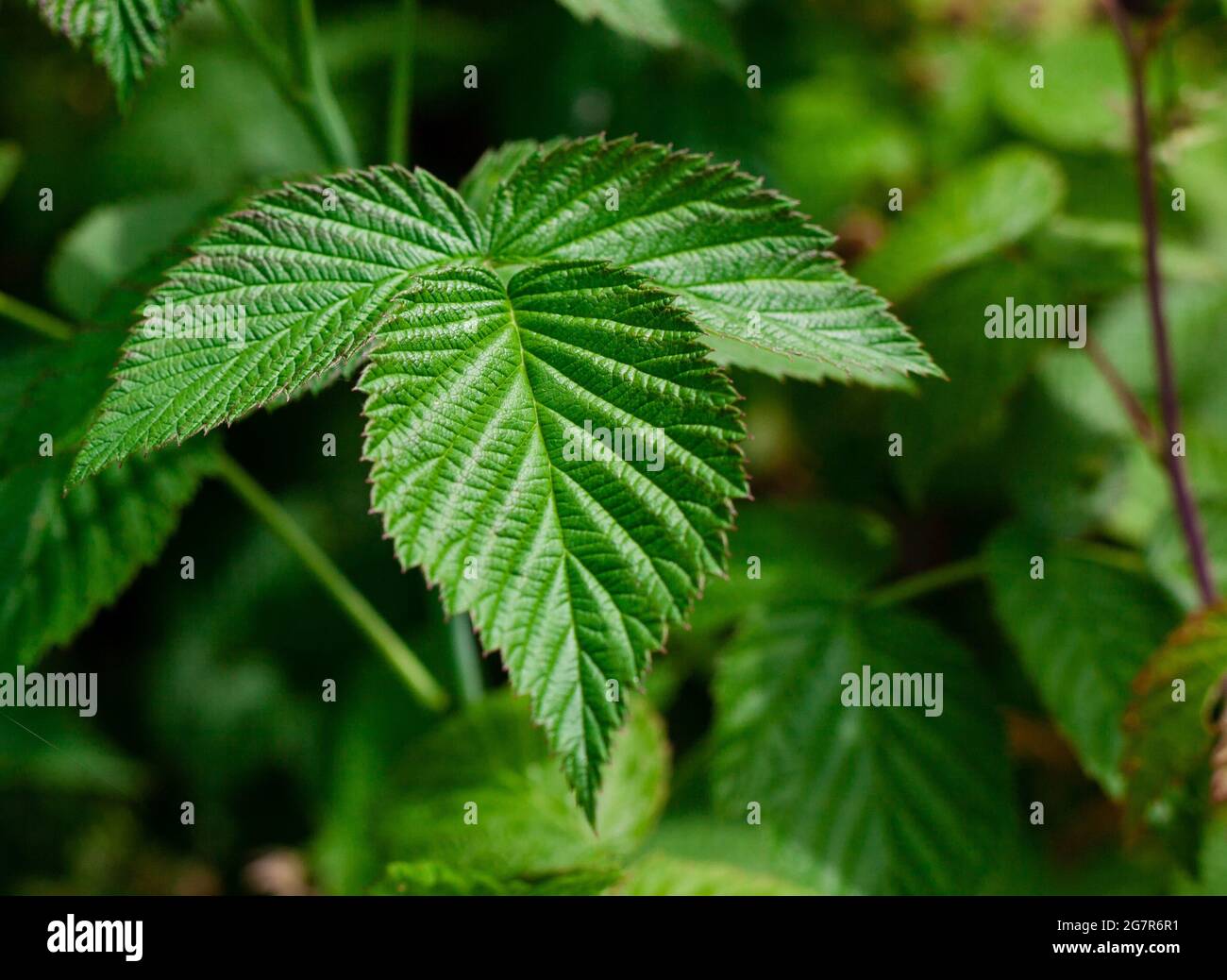 Relief leaves of raspberry. Shallow depth of field. Close up photo of