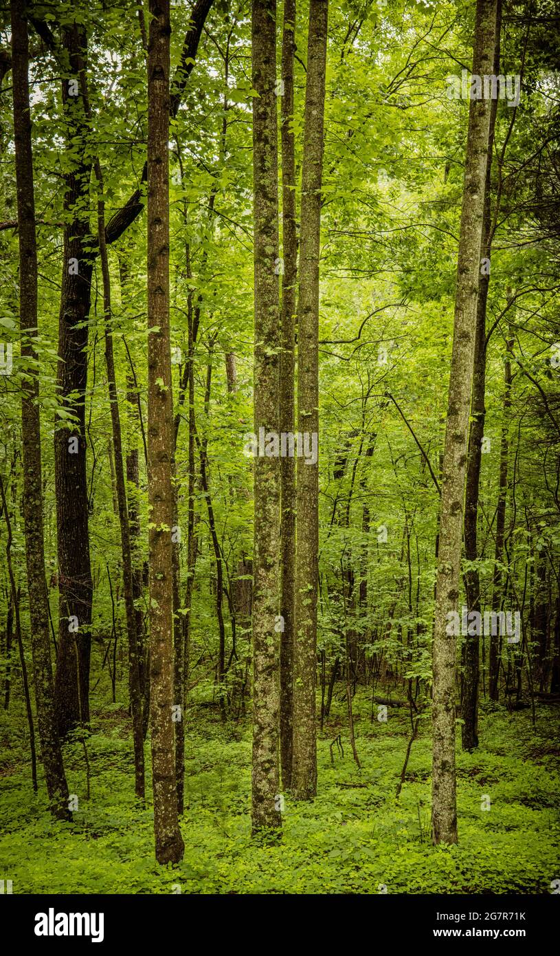 A High Tree Vertical shot of high trees in a green forest Stock Photo - Alamy