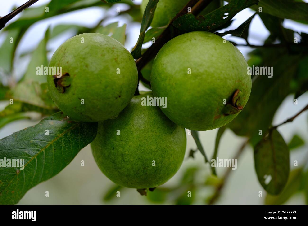 Indonesia Yogyakarta - Guava Fruit - Psidium guajava Stock Photo