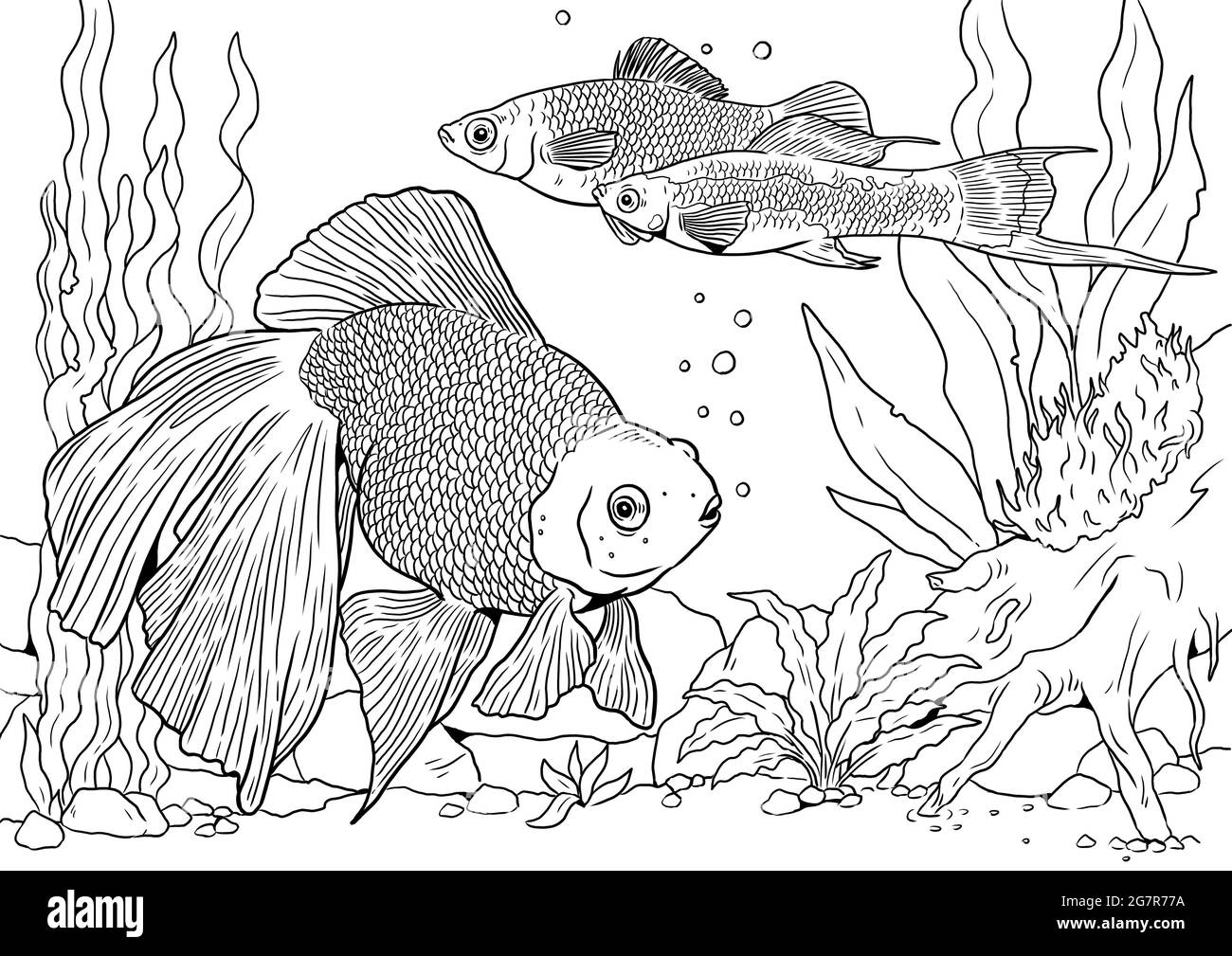 Aquarium with Veiltail and swordtail for coloring. Colorful tropical fish templates. Coloring book for children and adults. Stock Photo