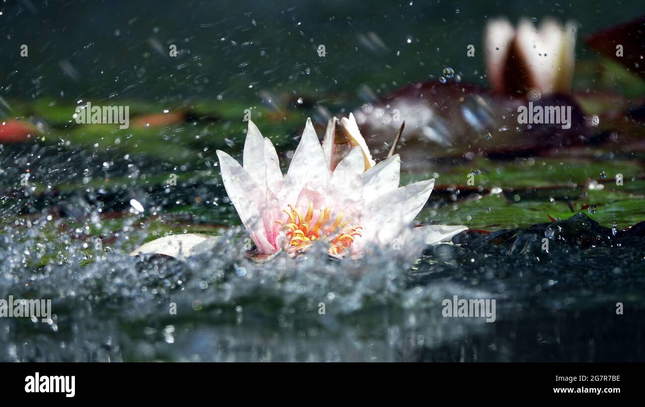 water-proof lotus flower petals concept: The beautiful white lotus flower or water lily reflection with the water in the pond.The reflection of the wh Stock Photo