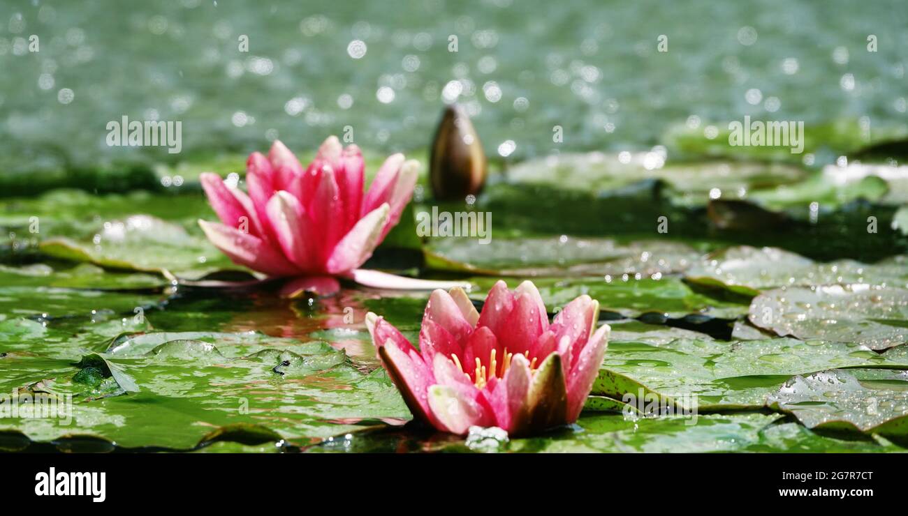 The beautiful pink lotus flower or water lily reflection with the water in the pond.The reflection of the pink lotus with the water. Stock Photo