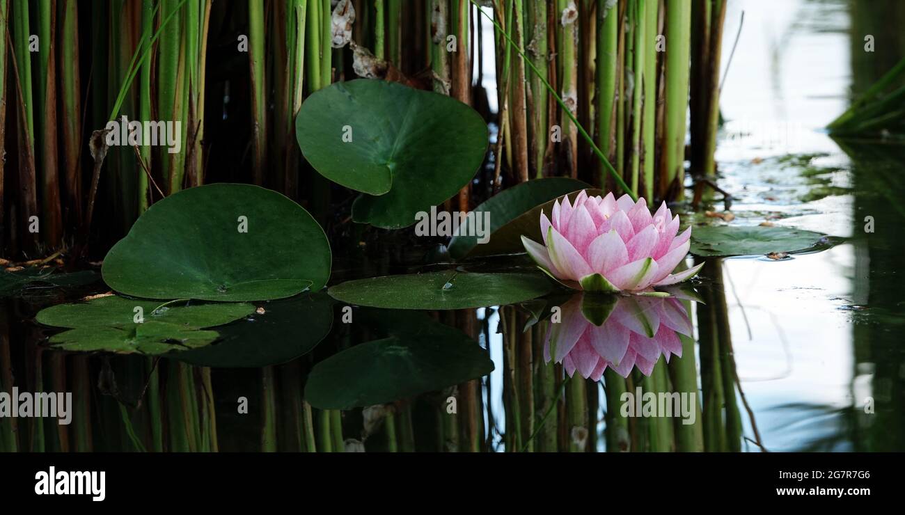 The beautiful pink lotus flower or water lily reflection with the water in the pond.The reflection of the pink lotus with the water. Stock Photo