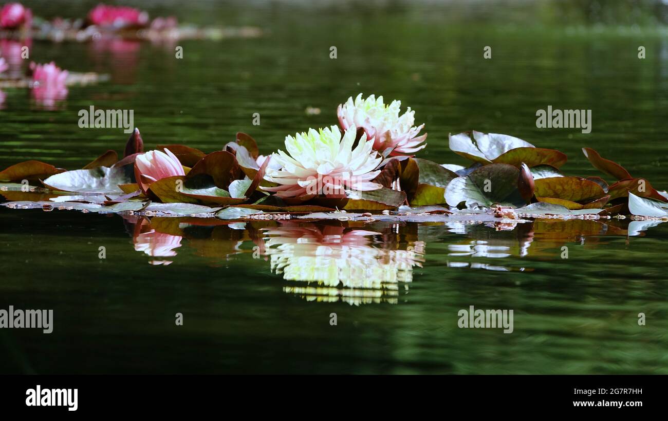 The beautiful pink lotus flower or water lily reflection with the water in the pond.The reflection of the pink lotus with the water. Stock Photo