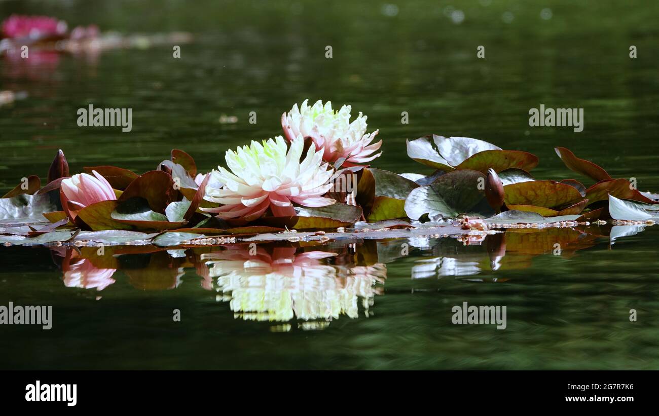 The beautiful pink lotus flower or water lily reflection with the water in the pond.The reflection of the pink lotus with the water. Stock Photo