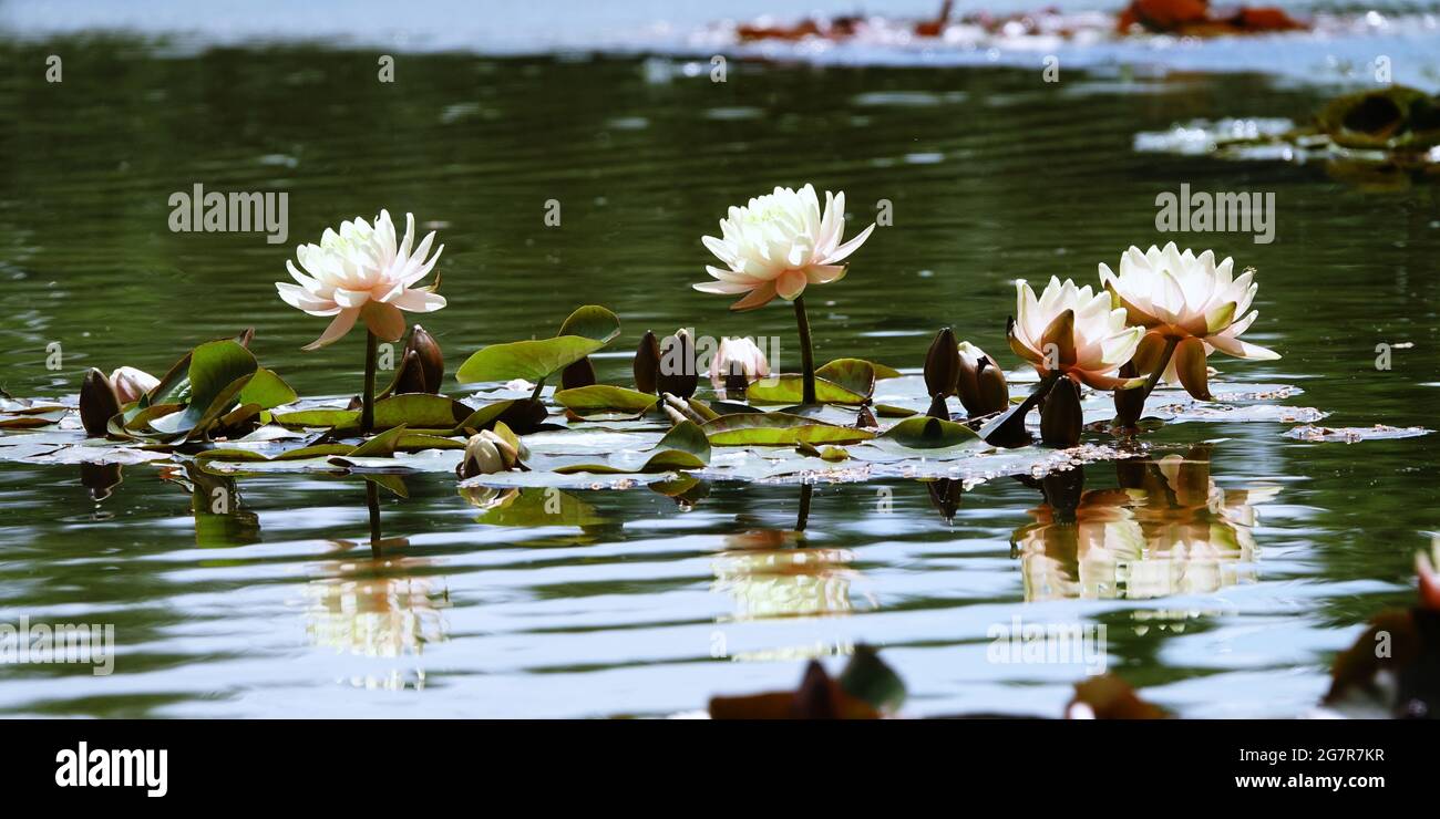 water-proof lotus flower petals concept: The beautiful white lotus flower or water lily reflection with the water in the pond.The reflection of the wh Stock Photo