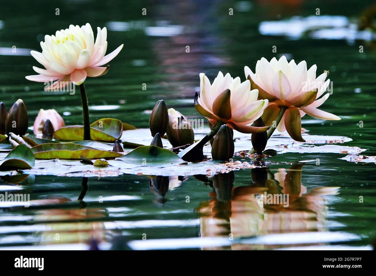 water-proof lotus flower petals concept: The beautiful white lotus flower or water lily reflection with the water in the pond.The reflection of the wh Stock Photo