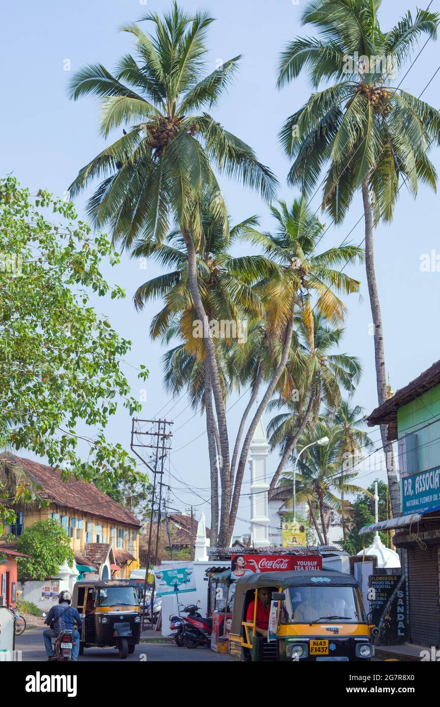Tall palm trees with large fronds in blue sky above street with auto