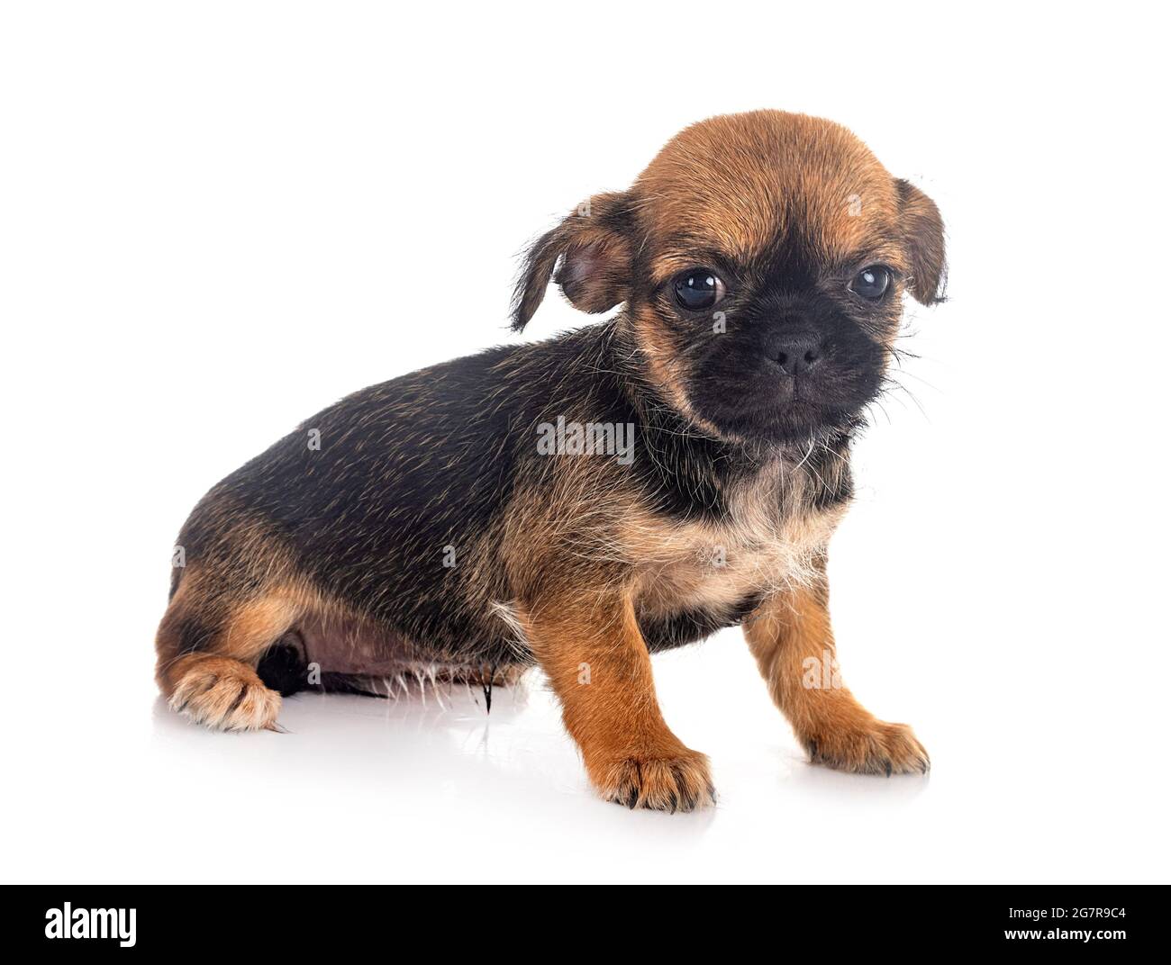 little  Brussels Griffon in front of white background Stock Photo