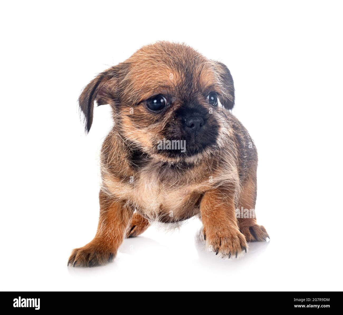 little Brussels Griffon in front of white background Stock Photo Alamy